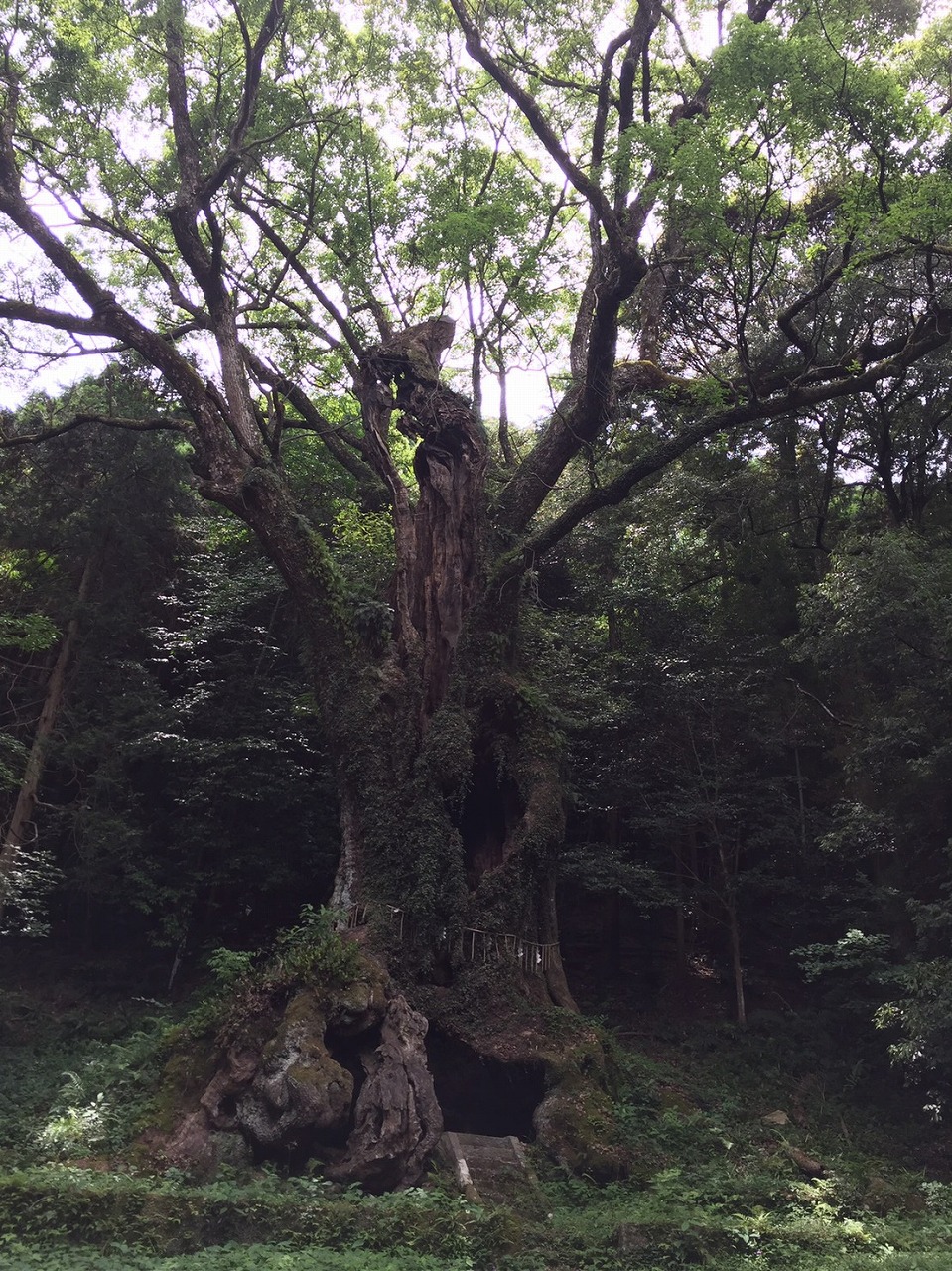 武雄の大楠