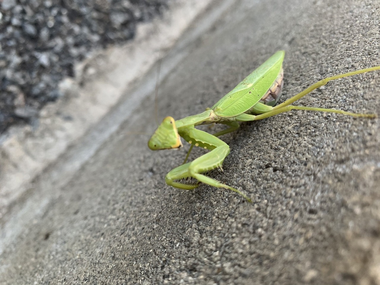 息子のペット