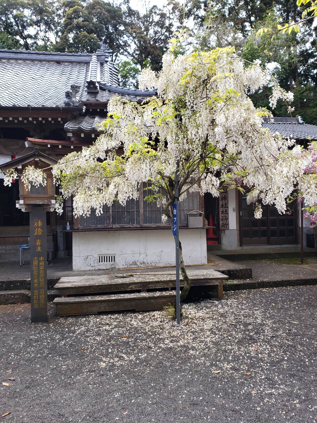 藤の花