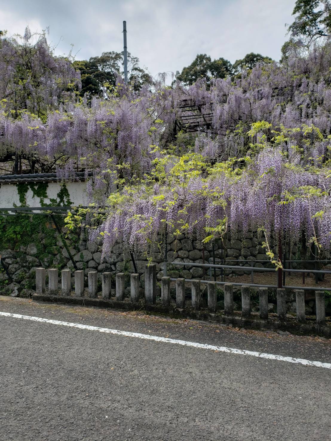 藤の花