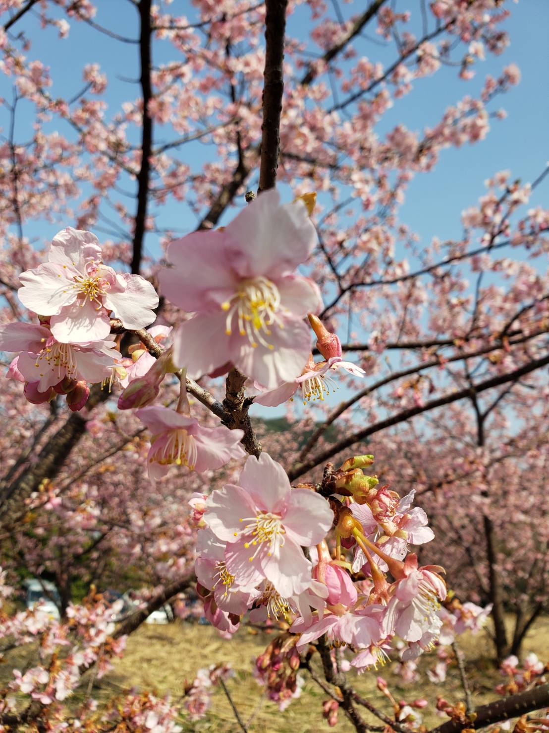 桜